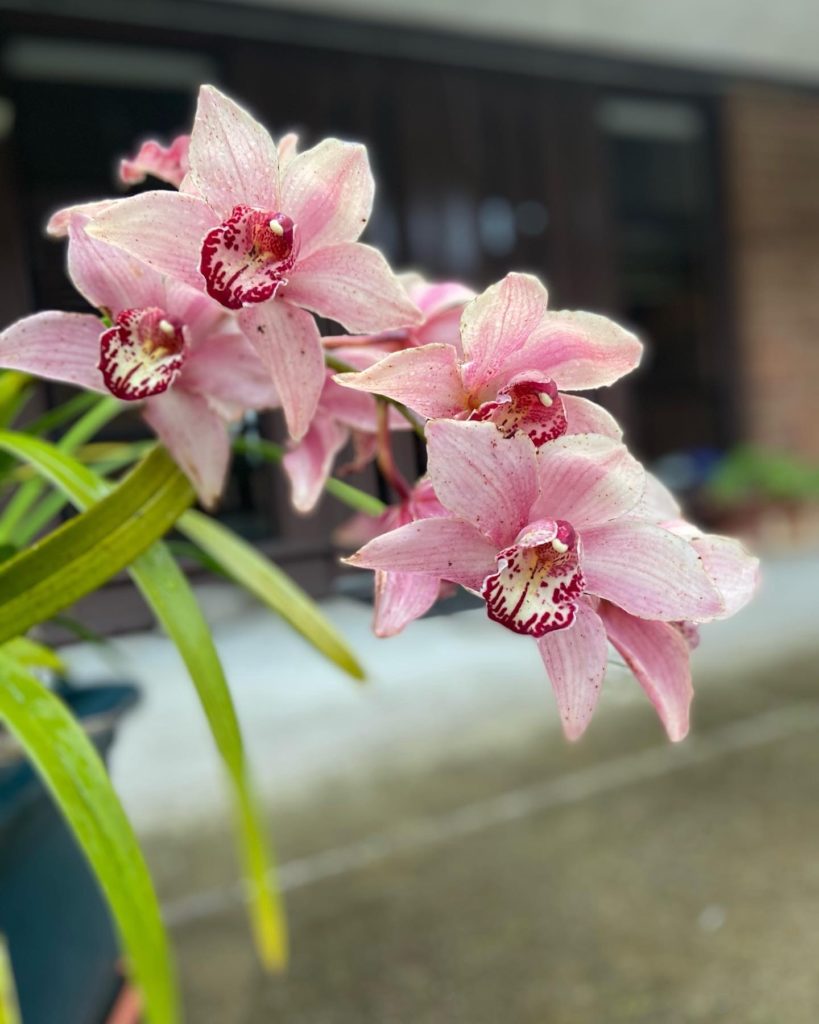 Closeup of pink orchid with red and white accents. 