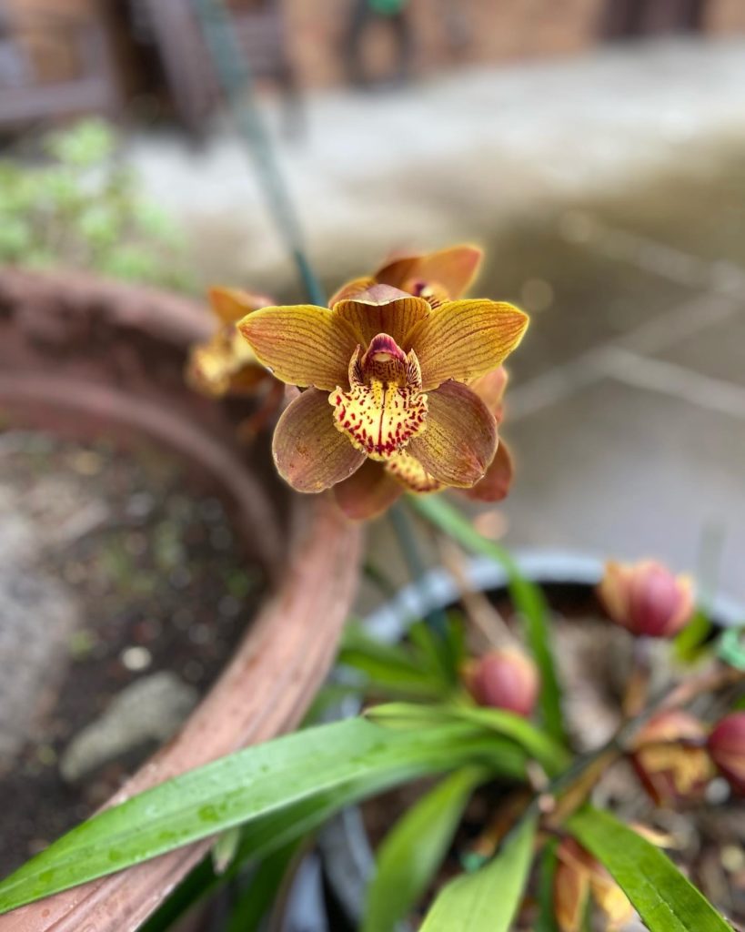 Photo of a yellow with crimson highlights orchid in a pot outside.